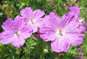 Geranium Sanguineum &rsquo;Max frei&rsquo;.