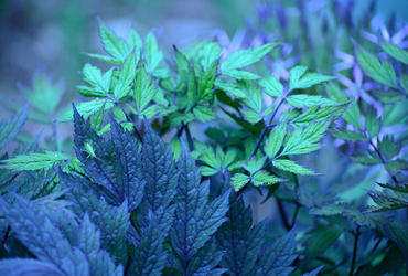 Actaea ramosa &rsquo;Brunette&rsquo;.