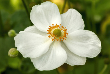 Anemone hybrida &rsquo;Honorine Jobert&rsquo;.