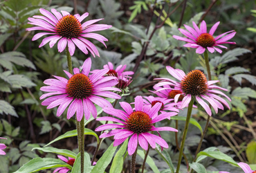 Echinacea purpurea &rsquo;Magnus&rsquo;.