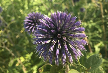 Echinops bannaticus &rsquo;Veitch blue&rsquo;