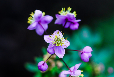 Thalictrum delavayi &rsquo;Splendid&rsquo;