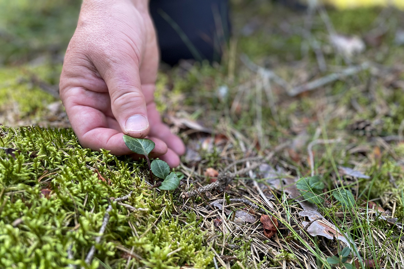 En hand som h&aring;ller p&aring; bladet av en gr&ouml;npyrola i F&auml;rsna naturreservat.
