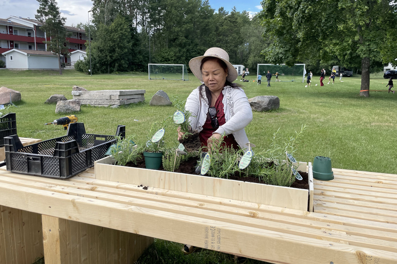 Plantering p&aring; gr&ouml;nytan vid Kusbyv&auml;gen