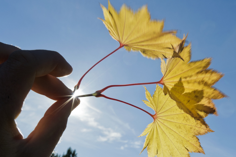 Fingrar som håller i höstlöv mot solen som blir en stjärna