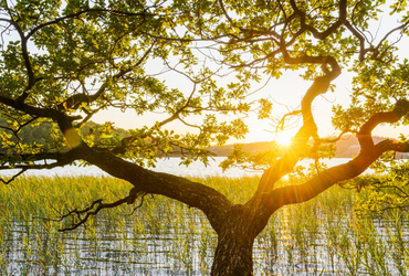 SolnedgÃ¥ng vid RÃ¥dasjÃ¶n