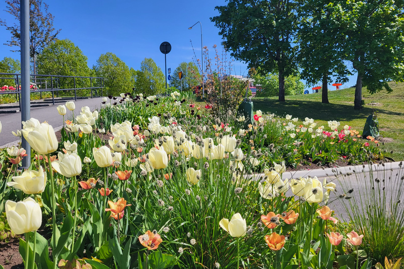blommor i f&ouml;rgrunden och l&ouml;nnar i bakgrunden