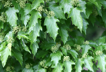 Bild p&aring; Acer tataricum ginnala