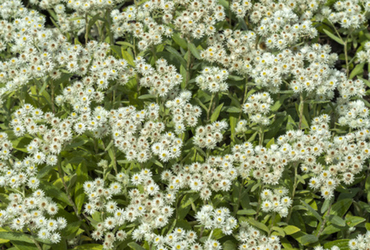 Bild på Anaphalis triplinervis.