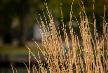 Bid p&aring; calamagrostis acutiflora overdam.