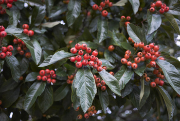 Bild p&aring; Crataegus x persimilis Splendens.