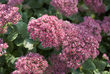 Bild p&aring; Hylotelephium x spectabile.