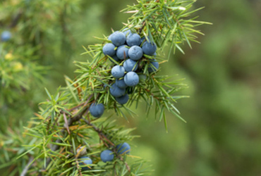 Bild p&aring; Juniperus communis FARVILL E.
