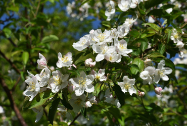 Bild p&aring; Malus toringo fk GOTEBORG E.