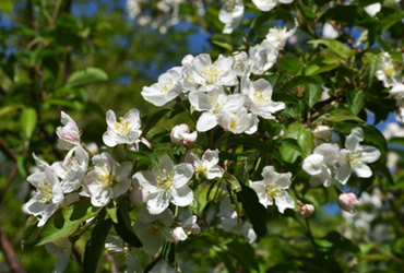 Bild p&aring; Malus toringo.