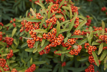 Bild p&aring; Pyracantha Anatolia.