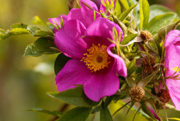 Bild p&aring; Rosa carolina fk GUNNEL E.