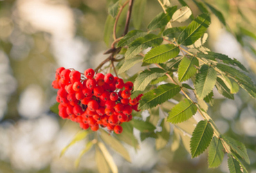 Bild p&aring; Sorbus aucuparia fk VASTERAKER E.
