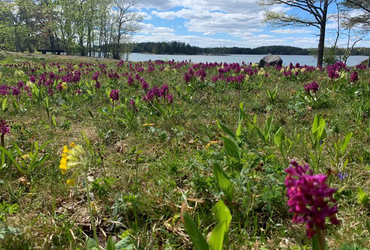 Blommorna Adam och Eva i Ängsö nationalpark. Foto: Länsstyrelsen