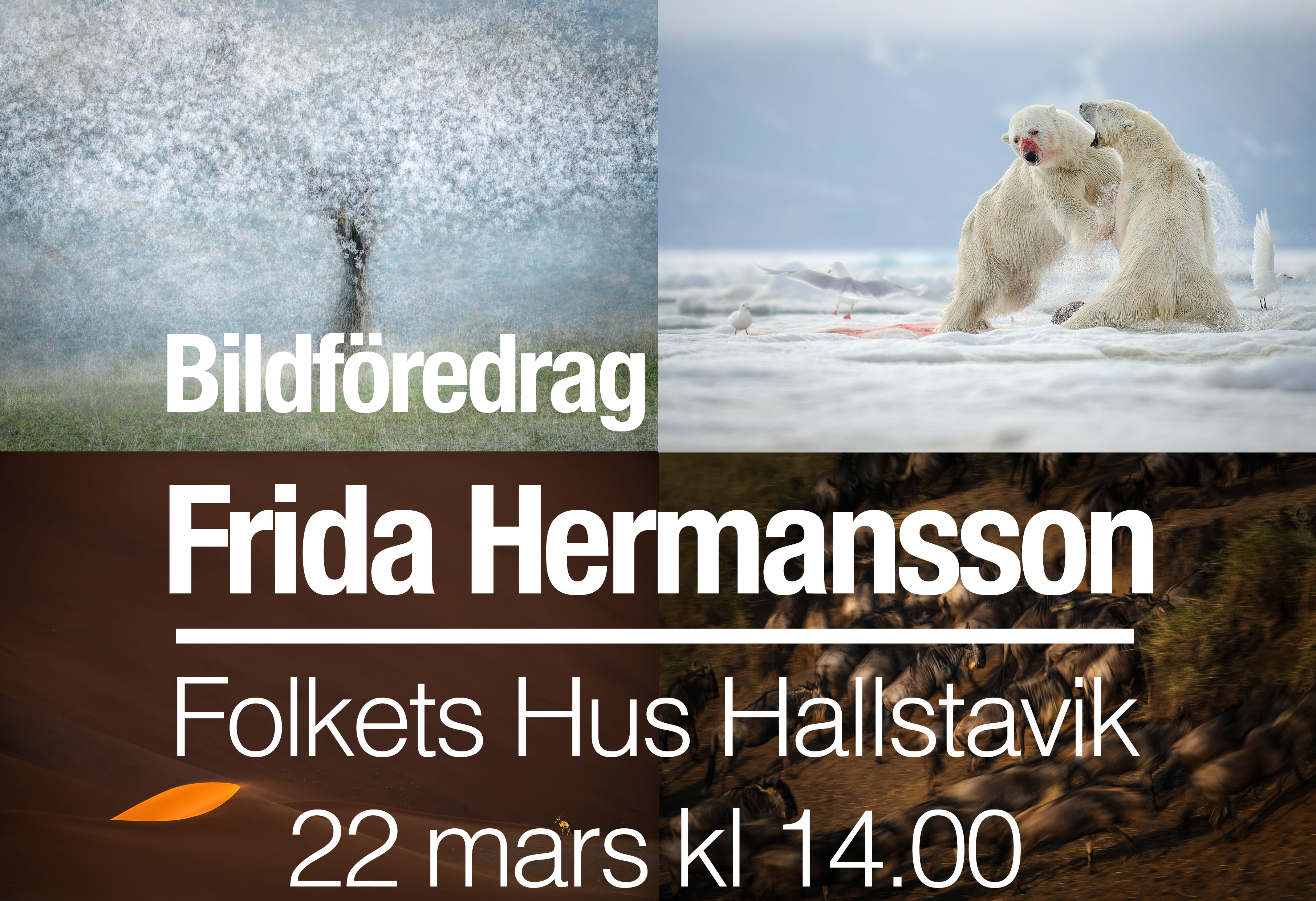 Bildcollage med konstnärlig bild på ett blommande mandelträd samt på två isbjörnar som slåss.