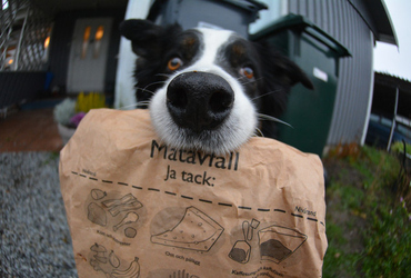 Hund som kommer bärande på en matavfallspåse.