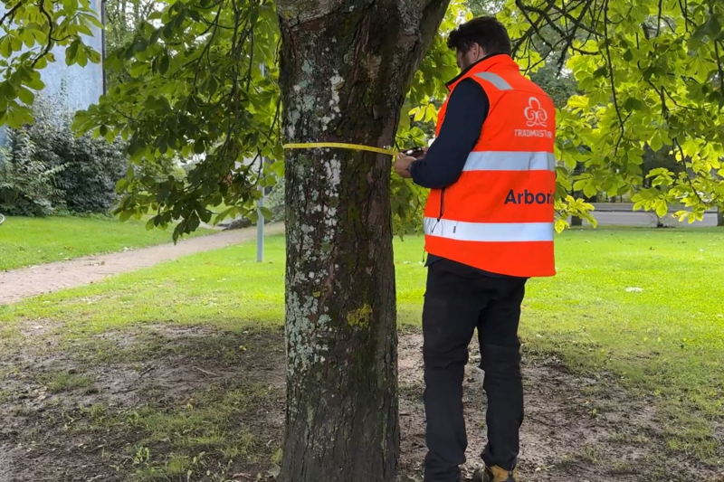 En man i varselkl&auml;der m&auml;ter diametern runt stammen p&aring; en h&auml;stkastanj