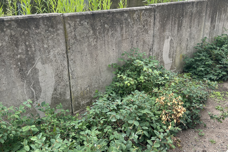 Pingviner m&aring;lade p&aring; stenmur