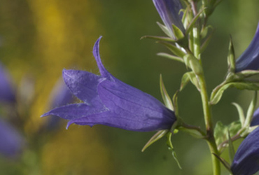 Bild p&aring; Campanula latifolia.
