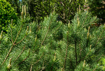 Bild p&aring; Pinus mugo pumilio Sauherad.