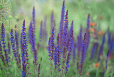 Salvia nemorosa &rsquo;Caradonna&rsquo;.
