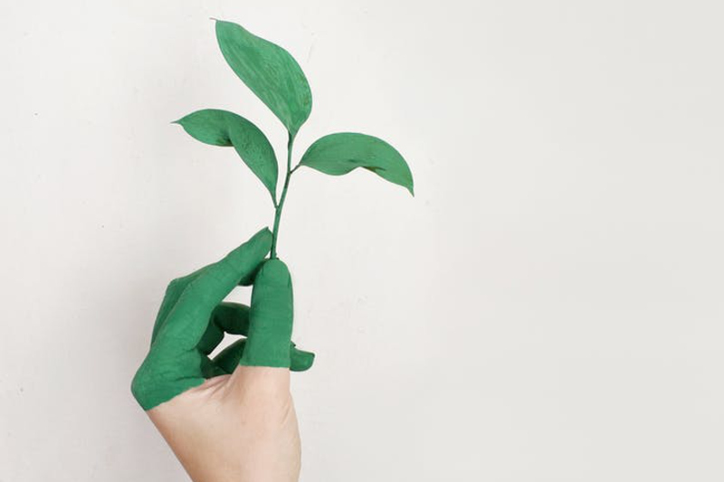 Skapande skola i Norrtälje. En hand delvis målad grön som håller i en grön kvist.