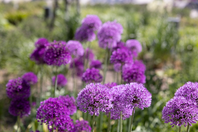 Grönska längs hamnpromenaden