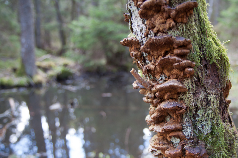 En skog, i förgrunden och i fokus en trädstam, i bakgrunden ett vattendrag och träd.