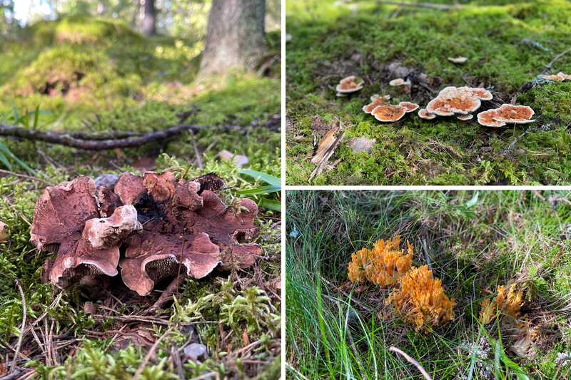 Kollage med koppartaggsvamp, orange taggsvamp och gyllenfingersvamp i F&auml;rsna naturreservat