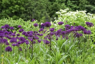 Bild p&aring; Allium Purple sensation.