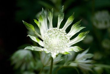 Bild på astrantia major madeleine.