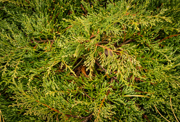 Bild p&aring; Microbiota decussata Sibirteppe.