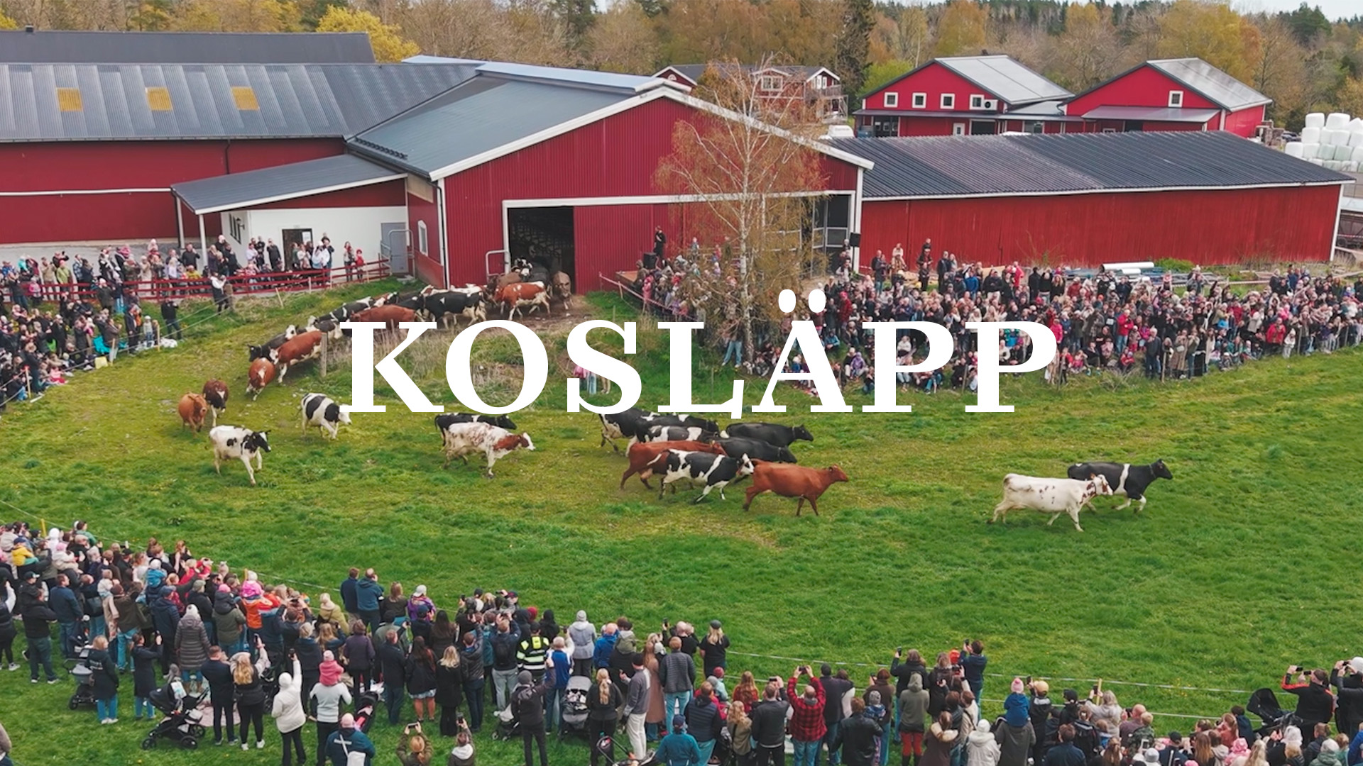 Kosläpp på Väddö Gårdsmejeri