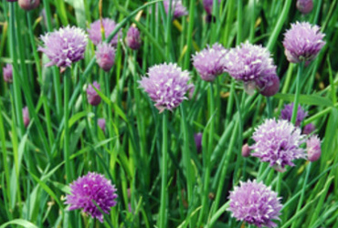 Bild p&aring; Allium schoenoprasum.