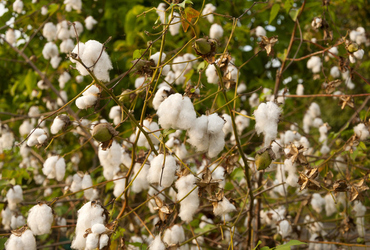 Bild p&aring; AMeria Martima.