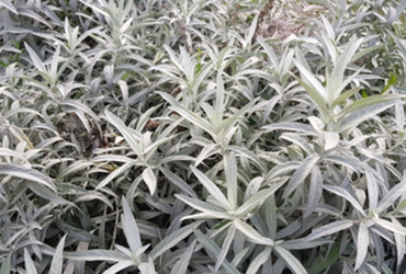 Bild p&aring; Artemisia ludoviciana Silver Queen.