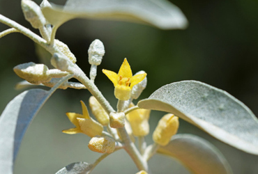 Bild på en Elaeagnus augustifolia.