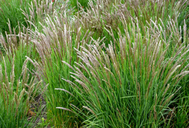 Bild p&aring; Melica ciliata.