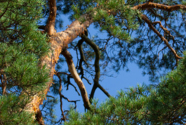 Bild p&aring; pinus sylvestris.