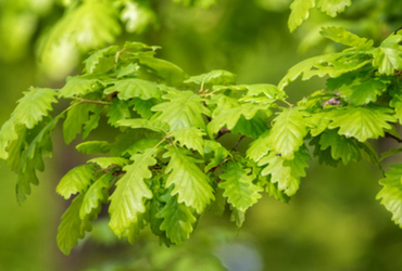 Bild p&aring; Quercus petraea.