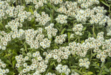 Bild p&aring; Anaphalis triplinervis