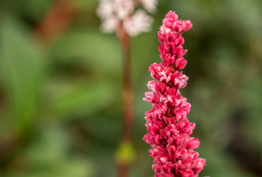 Bild p&aring; Bistorta affinis