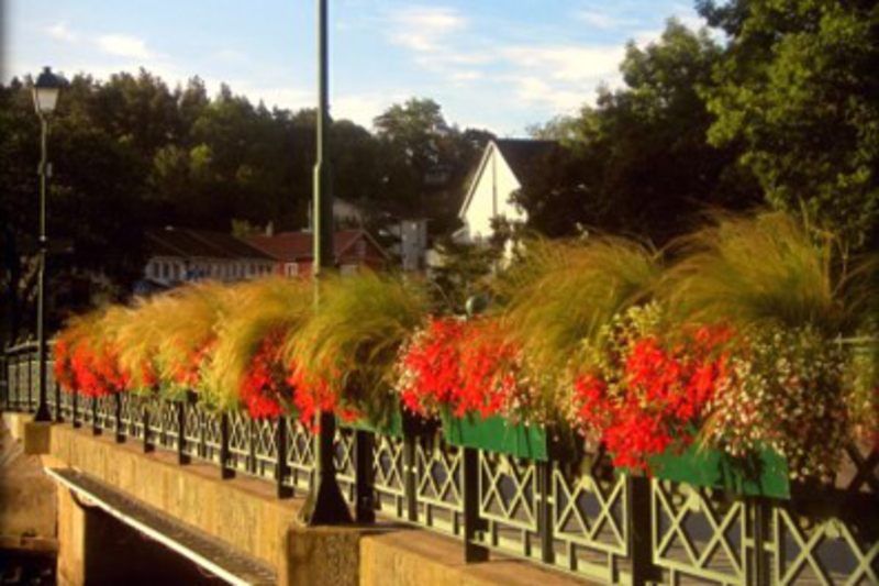 Bilden visar en  blommor som ska visa k&auml;nslan i 2022 blomsterprogram.