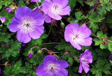 Bild p&aring; Geranium 'Rozanne'