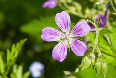 Bild p&aring; Geranium sylvaticum